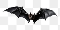 PNG Wildlife animal mammal bat. AI generated Image by rawpixel.