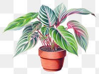 PNG Plant leaf creativity houseplant transparent background