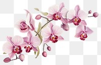 PNG Orchid flower plant inflorescence transparent background