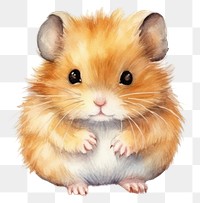 PNG Hamster rat rodent mammal transparent background