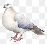 PNG Animal pigeon white bird. 