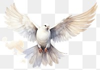 PNG Animal white bird dove. AI generated Image by rawpixel.