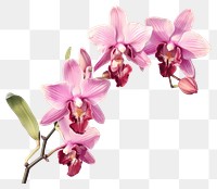 PNG Flower orchid blossom plant transparent background