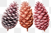 PNG Plant tree pine cone transparent background