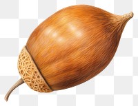 PNG Plant acorn food nut transparent background