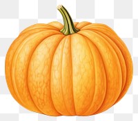 PNG Pumpkin vegetable squash plant transparent background