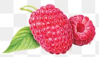 PNG Raspberry fruit plant food, digital paint illustration. AI generated image