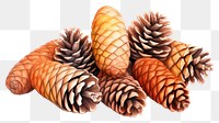 PNG Plant cone pine cone transparent background