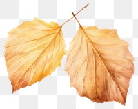PNG Autumn leaves plant leaf transparent background