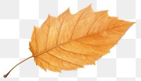 PNG Leaf autumn plant tree transparent background