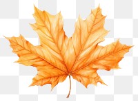 PNG Maple leaf autumn plant transparent background