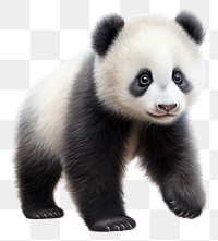 PNG Wildlife animal mammal panda transparent background