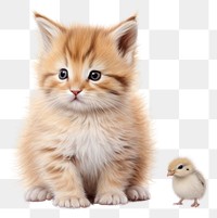 PNG Kitten animal mammal bird transparent background