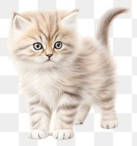 PNG Mammal animal kitten cute transparent background