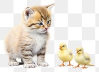 PNG Kitten animal mammal bird transparent background