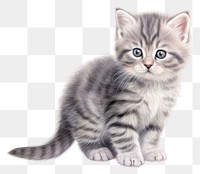 PNG Animal mammal kitten cute transparent background