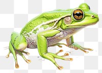 PNG Frog amphibian wildlife reptile transparent background