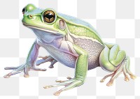 PNG Frog amphibian wildlife reptile transparent background