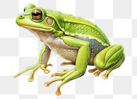 PNG Frog amphibian wildlife reptile. AI generated Image by rawpixel.