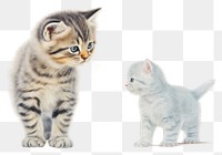 PNG Kitten animal mammal pet transparent background