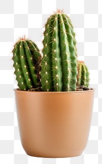 PNG Cactus plant houseplant freshness. 