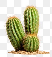 PNG Cactus desert plant  