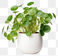 PNG Plant leaf houseplant freshness. 