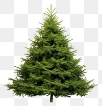 PNG Tree christmas plant pine. AI generated Image by rawpixel.