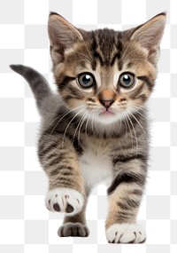 PNG Animal mammal kitten pet transparent background