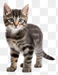 PNG Animal mammal kitten pet transparent background