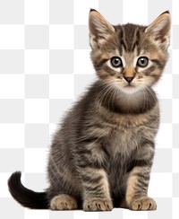 PNG Animal mammal kitten pet transparent background