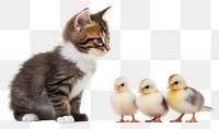 PNG Kitten animal mammal bird transparent background