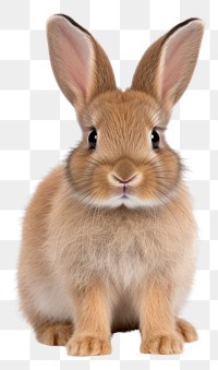 PNG Animal mammal rodent rabbit transparent background