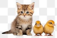 PNG Kitten animal mammal bird transparent background