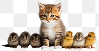 PNG Kitten duckling animal mammal transparent background