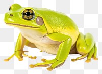 PNG Frog amphibian wildlife reptile transparent background