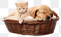 PNG Basket mammal animal kitten transparent background