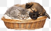 PNG Kitten basket mammal animal transparent background