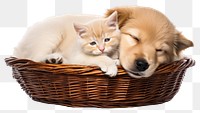 PNG Basket puppy mammal animal transparent background