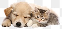 PNG Kitten puppy dog mammal transparent background