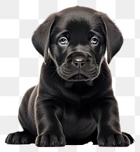 PNG Puppy dog animal mammal transparent background