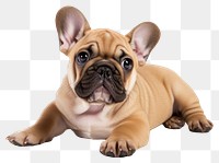 PNG Dog bulldog animal mammal transparent background