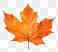 PNG Leaf autumn maple plant. AI generated Image by rawpixel.