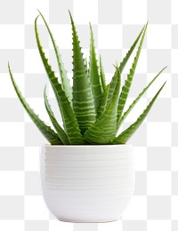 PNG Plant aloe xanthorrhoeaceae houseplant. AI generated Image by rawpixel.