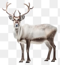 PNG Wildlife animal mammal antler. AI generated Image by rawpixel.