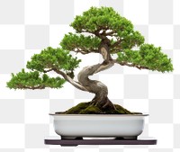 PNG Bonsai plant tree houseplant. 