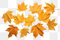 PNG Maple backgrounds leaves autumn. AI generated Image by rawpixel.