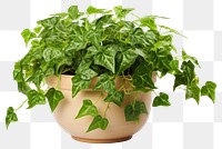 PNG Plant leaf houseplant terracotta. 