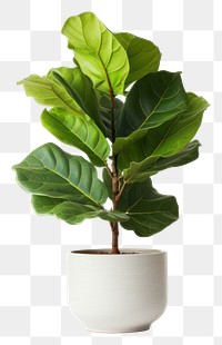 PNG Plant leaf tree houseplant. AI generated Image by rawpixel.