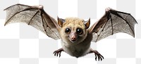 PNG Wildlife animal mammal bat. 